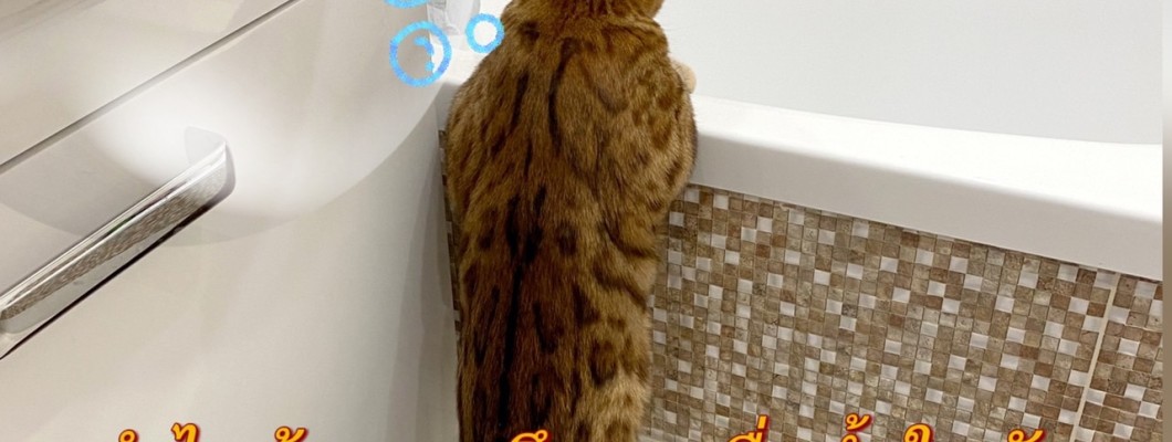 ทำไมน้องแมวถึงชอบดื่มน้ำในชักโครกหรือนำ้ที่อ่างล้างจานกันนะ?