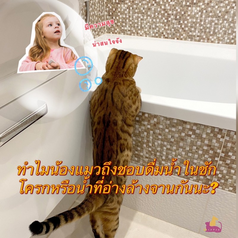 ทำไมน้องแมวถึงชอบดื่มน้ำในชักโครกหรือนำ้ที่อ่างล้างจานกันนะ?