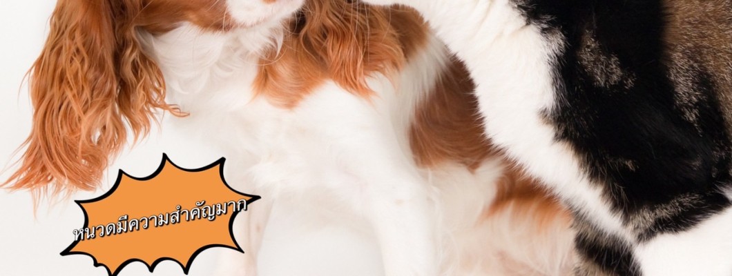 ห้ามตัดหนวดของน้องหมาและน้องแมวนะ!