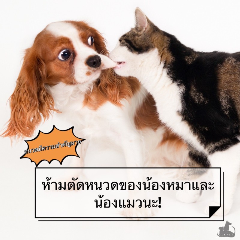 ห้ามตัดหนวดของน้องหมาและน้องแมวนะ!