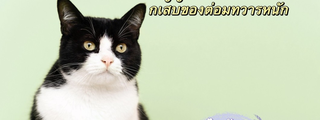 น้องแมวไถก้นตลอดเวลา? 4 สัญญาณที่บ่งบอกถึงการอักเสบของต่อมทวารหนัก