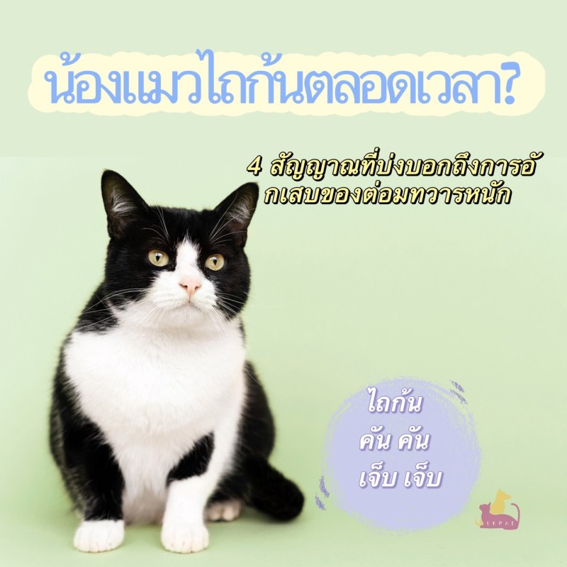 น้องแมวไถก้นตลอดเวลา? 4 สัญญาณที่บ่งบอกถึงการอักเสบของต่อมทวารหนัก