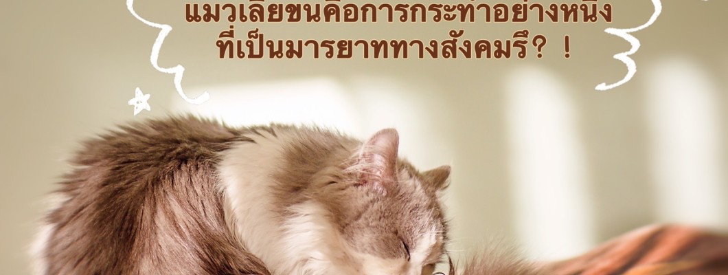 แมวเลียขนคือการกระทำอย่างหนึ่งที่เป็นมารยาททางสังคม？！
