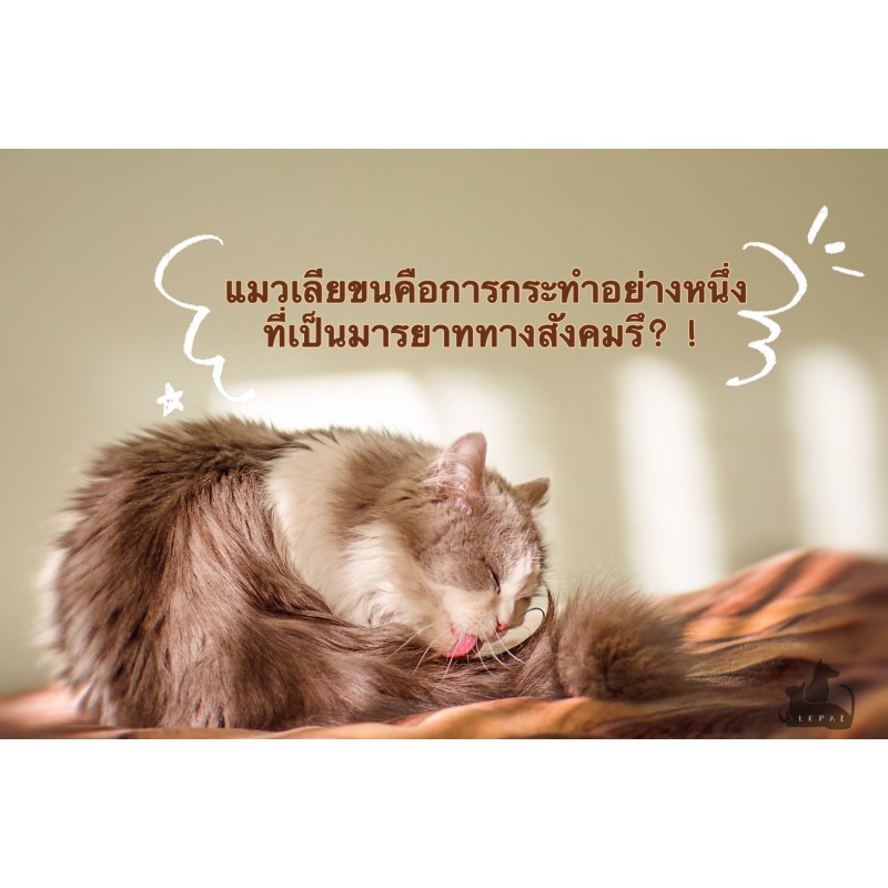 แมวเลียขนคือการกระทำอย่างหนึ่งที่เป็นมารยาททางสังคม？！