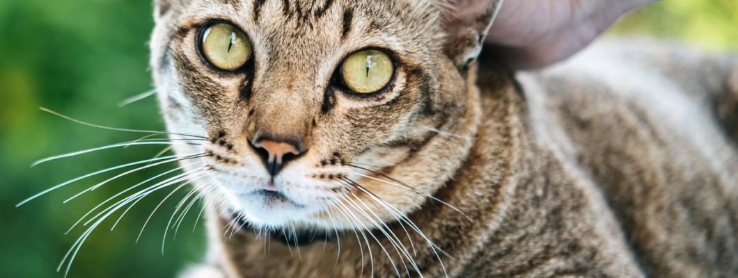 ควบคุมการเคลื่อนไหวของแมว ความลับที่ท้ายทอยหลังคอของแมว