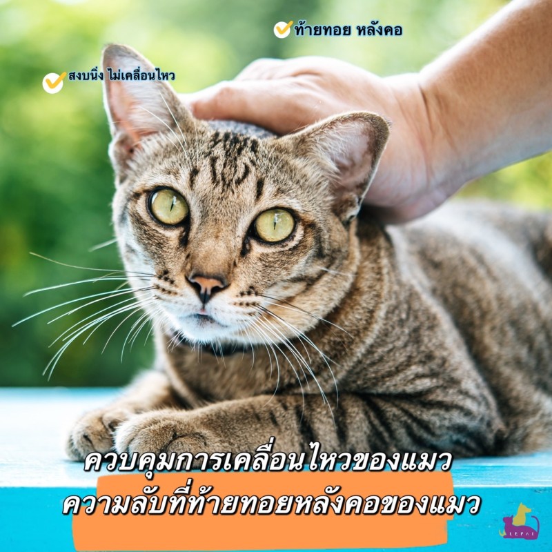 ควบคุมการเคลื่อนไหวของแมว ความลับที่ท้ายทอยหลังคอของแมว