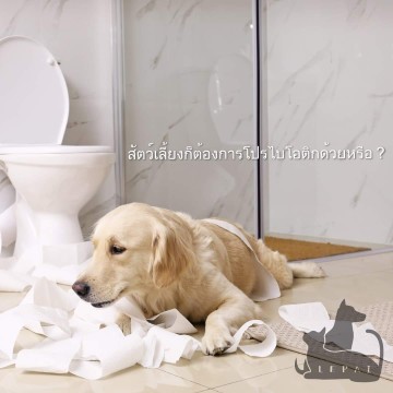 บำรุงลำไส้ ชนิดหลอด สำหรับสุนัข