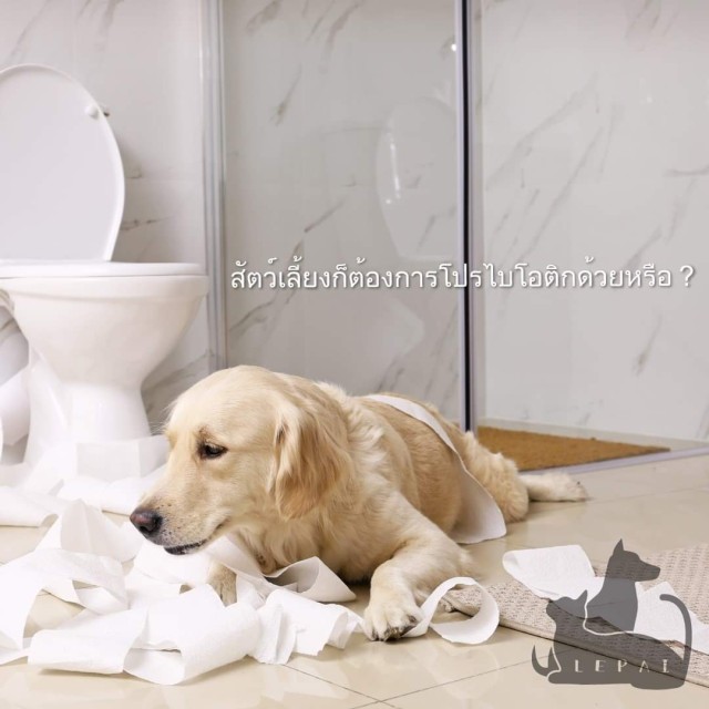 บำรุงลำไส้ ชนิดหลอด สำหรับสุนัข