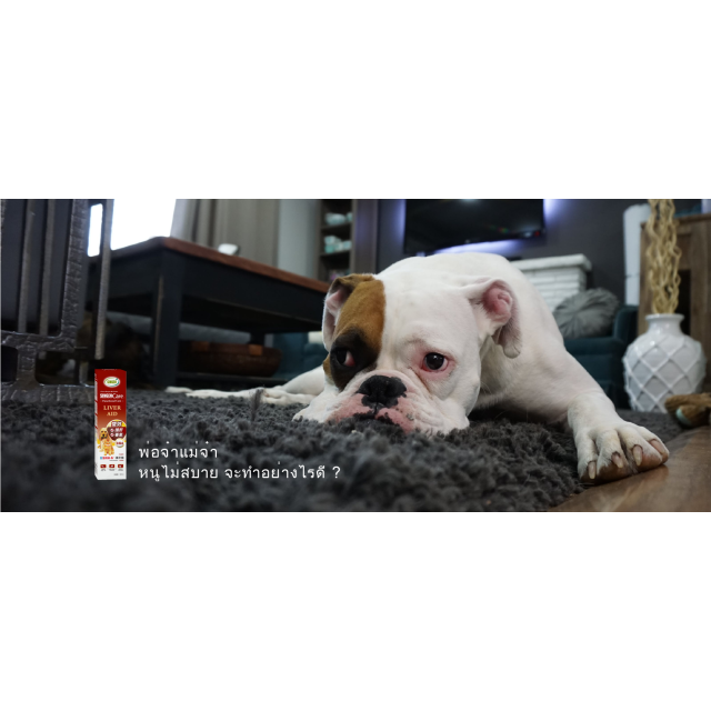 สูตรบำรุงตับ สำหรับสุนัขและแมว
