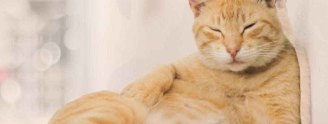 วิธีใช้ขนาดตัวตัดสินสุขภาพแมว!