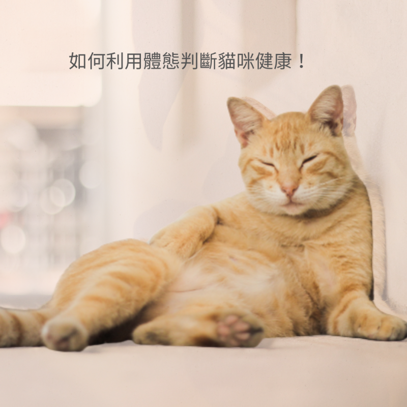 วิธีใช้ขนาดตัวตัดสินสุขภาพแมว!
