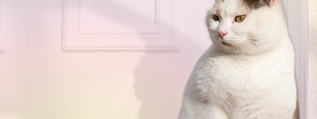 เหตุผลที่แมวของคุณรอคุณที่หน้าประตูทุกวัน