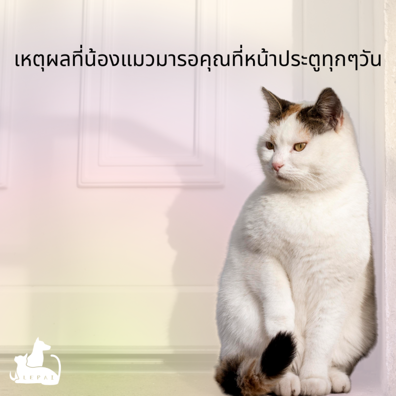 เหตุผลที่แมวของคุณรอคุณที่หน้าประตูทุกวัน
