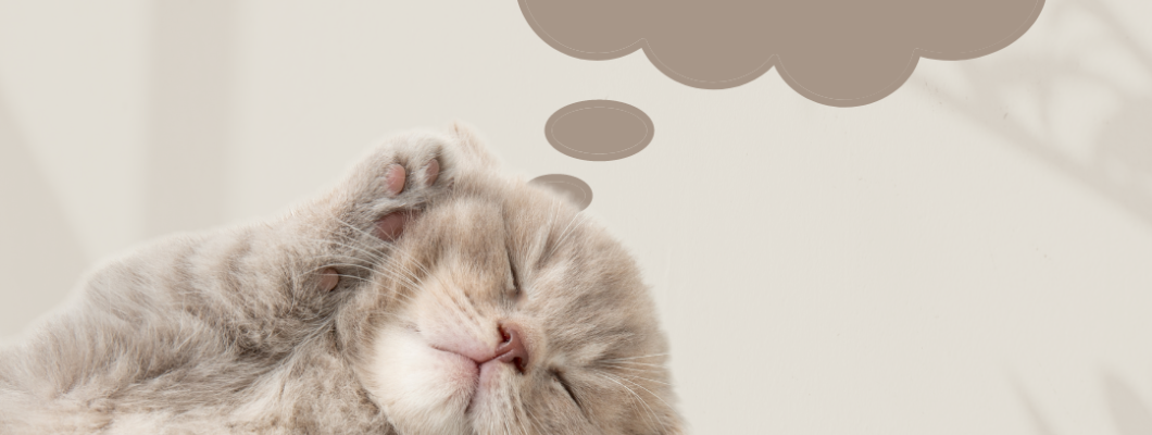 แมวใช้เวลา 70% ของชีวิตไปกับการนอน