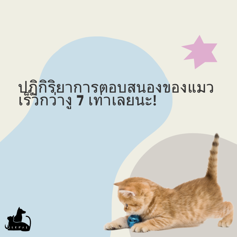 แมวตอบสนองเร็วกว่างู 7 เท่า!